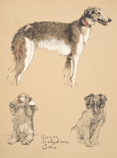 Borzoi, Sealyham und Collie, 1930, Illustrationen aus seinem Skizzenbuch verwendet für 